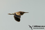 Yellow Bittern a0061.jpg