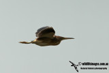 Yellow Bittern a0062.jpg