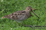 Lathams Snipe a9908.jpg