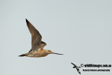 Bar-tailed Godwit a8304.jpg