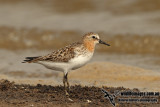 Red-necked Stint a9604.jpg