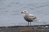 Slaty-backed Gull a1632.jpg