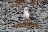 Slaty-backed Gull a3191.jpg