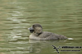 Musk Duck a0551.jpg