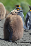 King Penguin a7642.jpg