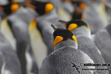 King Penguin a7693.jpg