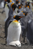 King Penguin a7704.jpg