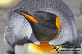 King Penguin a7713.jpg