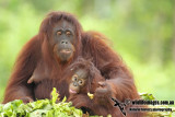 Orangutan a1067.jpg