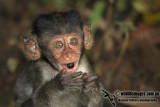 Long-tailed Macaque a2754.jpg