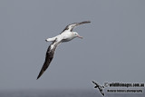 Wandering Albatross a5473.jpg