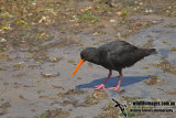 Variable Oystercatcher a4907.jpg