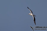 Southern Royal Albatross a0745.jpg