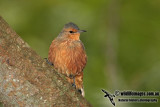 Rufous Treecreeper a7992.jpg