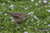 Little Grassbird a0003.jpg