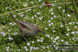 Little Grassbird a9817.jpg
