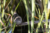 Little Grassbird a9833.jpg