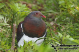 New Zealand Pigeon a6964.jpg