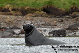 Hookers Sea-lion a0387.jpg