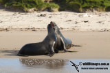 Hookers Sea-lion a1074.jpg