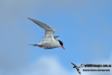 Antarctic Tern a2834a.jpg