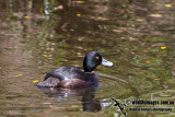 New Zealand Scaup a6705.jpg