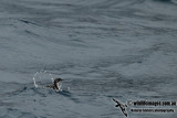 Common Diving-Petrel a5935.jpg