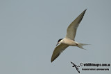 Common Tern a8449.jpg