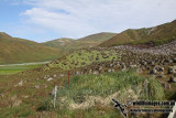 Macquarie Island a7970.jpg