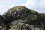 Macquarie Island a8457.jpg