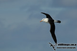 Campbell Albatross a2276.jpg