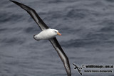 Campbell Albatross a9501.jpg