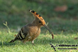 Hoopoe a3620.jpg