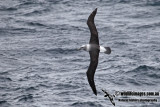 White-capped Albatross a7133.jpg