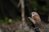 Dunnock a6654.jpg