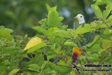 Black-naped Fruit-Dove a0421.jpg