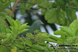 Black-naped Fruit-Dove a0429.jpg