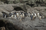 Snares crested Penguin a6680.jpg