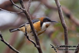 Eastern Spinebill 5358.jpg