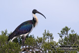 Straw-necked Ibis kw0559.jpg