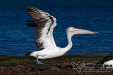 Australian Pelican kw3382.jpg