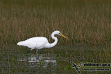 Great Egret kw0265.jpg