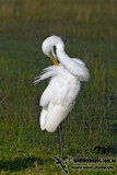 Great Egret kw0334.jpg