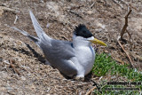 Crested Tern kw2742.jpg