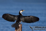 Little Pied Cormorant kw0081.jpg