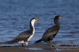 Little Pied and Little Black Cormorants kw9991.jpg