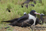 Lesser Frigatebird 1683.jpg