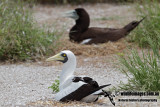 Masked Booby 1491.jpg