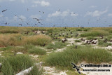 Ashmore Reef 1969.jpg