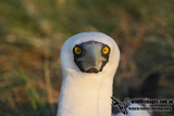 Masked Booby 7185.jpg